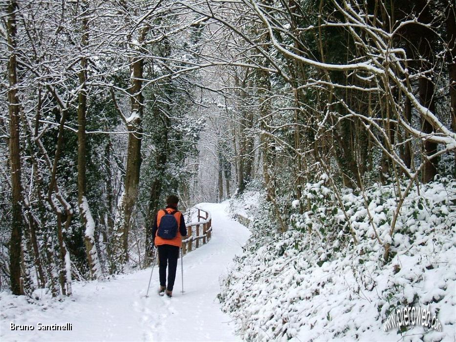 07 si prosegue nel bosco.JPG